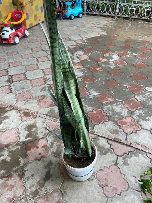 домашние цветы