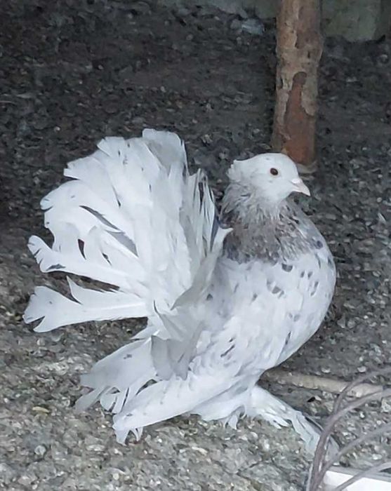 De vânzare Voltati indieni