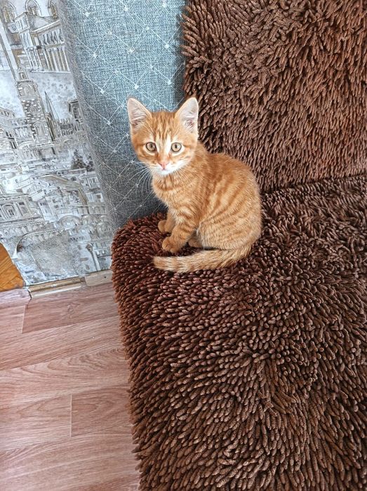 Продам элитного британца