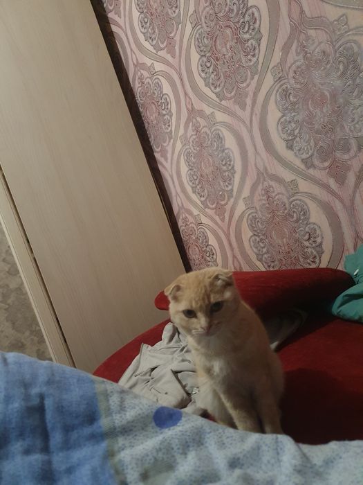 Девочка веслоухая