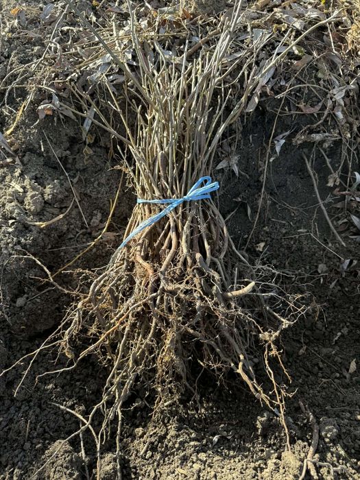 Puieți de molid brad Paltin fag