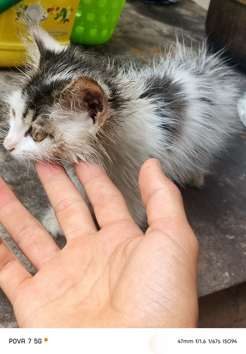 Котёнок маленький