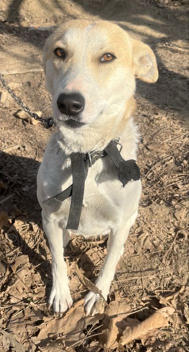 собака.  1.5 года