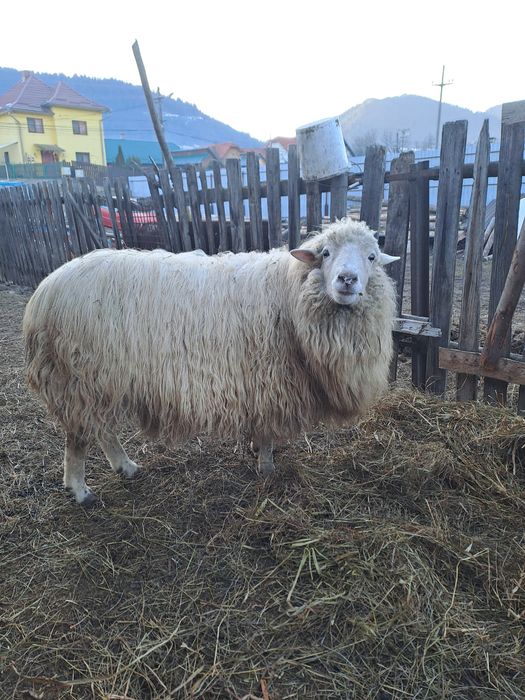 Schimb berbec pe 2 oi