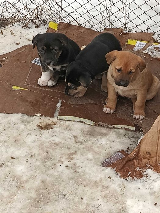 Donez căței Giurgiu