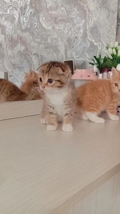 Кошка продается два месяца