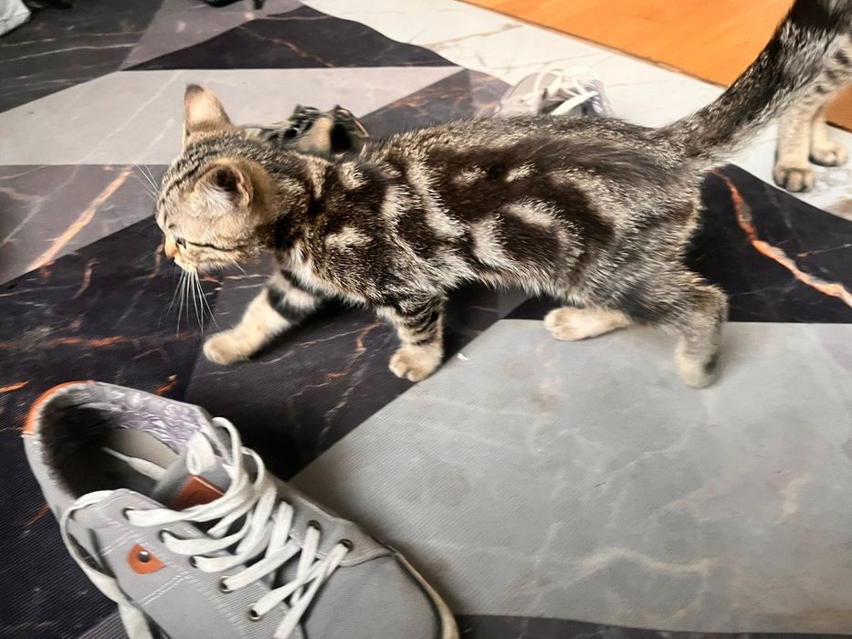 Отдам котенка мальчик