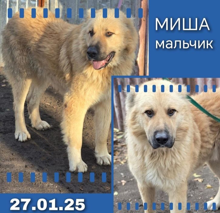 ДвОряНины и ПорОдиСтыЕ соБаЧки