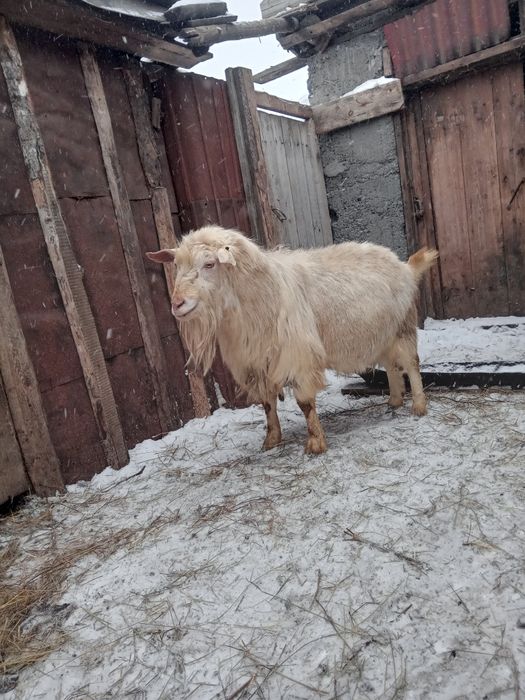 Продам козла зааненский