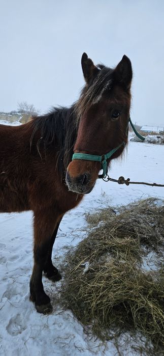 Продам жеребую кобылу