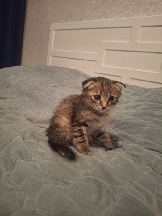 Продам маленький котенок