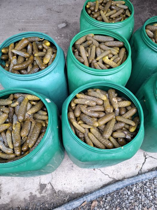 Castraveti murati in saramura/ castraveti pentru restaurante/ shaorma