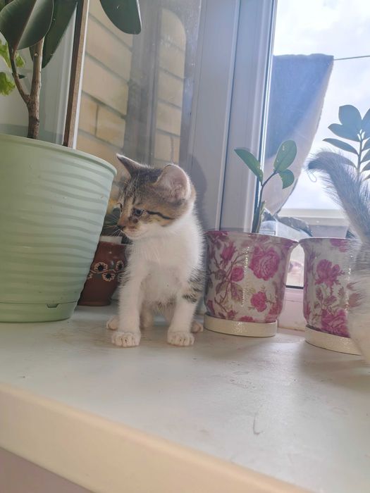 Отдам котят в добрые руки