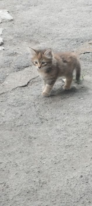 Отдам котят в хорошие руки