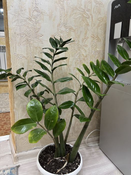 Цветы доллоровое дерево