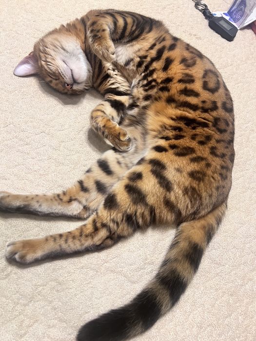 Бенгальский кошка