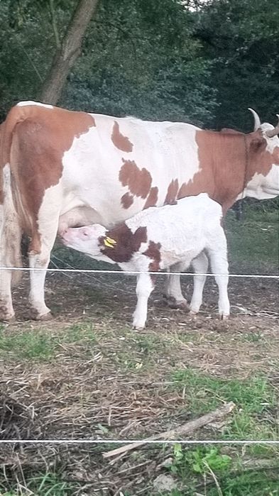 Vand vițel de 2 săptămâni