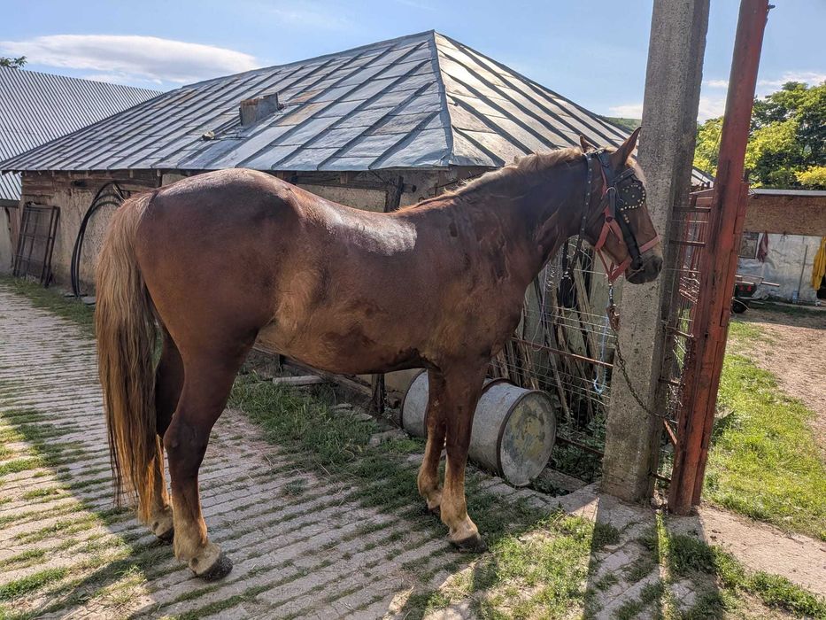 Vând cal talie mare, 10 ani, blând, fără defecte, merge și la căruță de unu și de doi. 0787325265