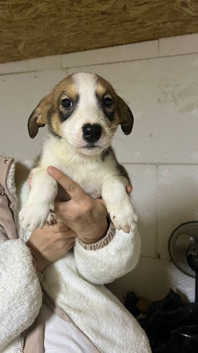 Щенят в добрые ручки