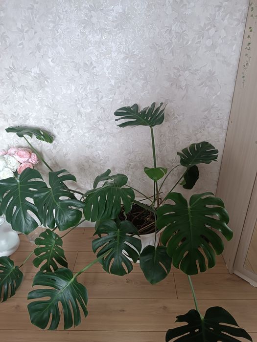 Продам растение монстера,большая