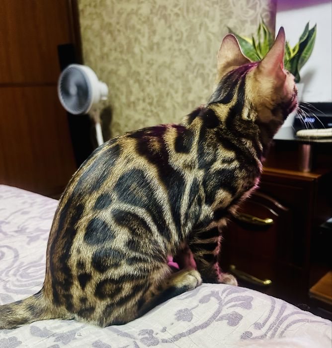 Бенгласкый котят