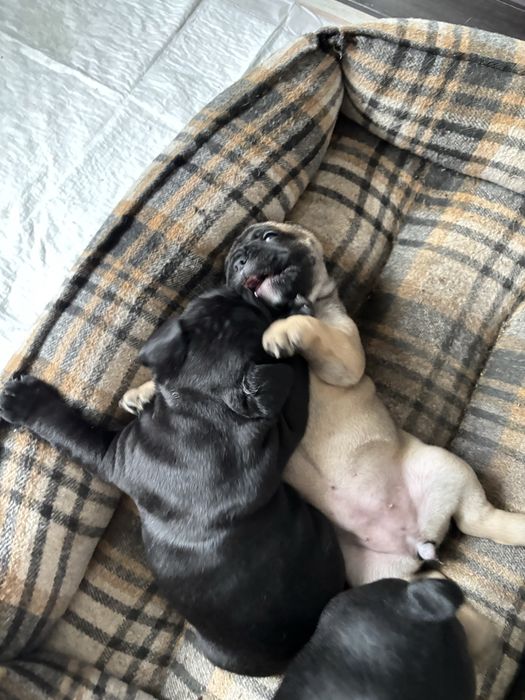 французский бульдог