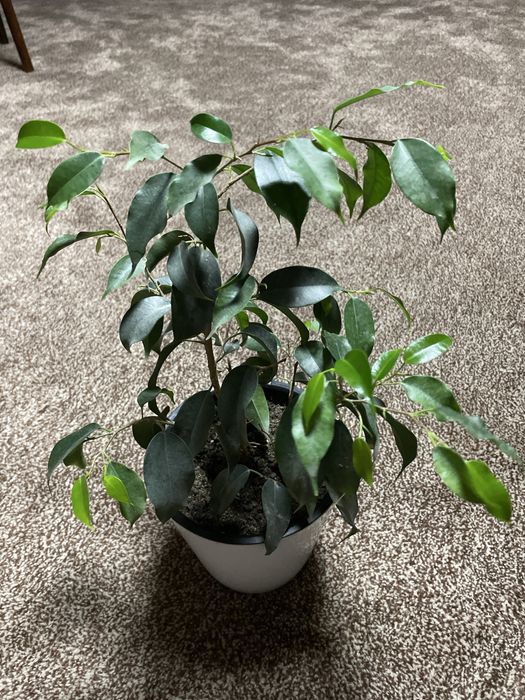 Разные домашние ростения