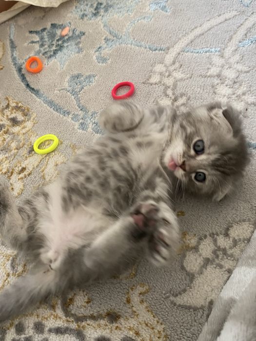 Шотландский вислоухий котенок