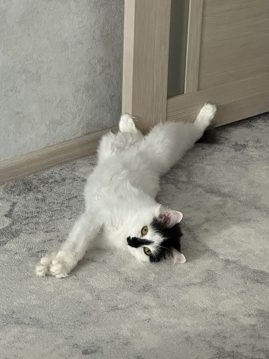 Отдам кошку в добрые руки