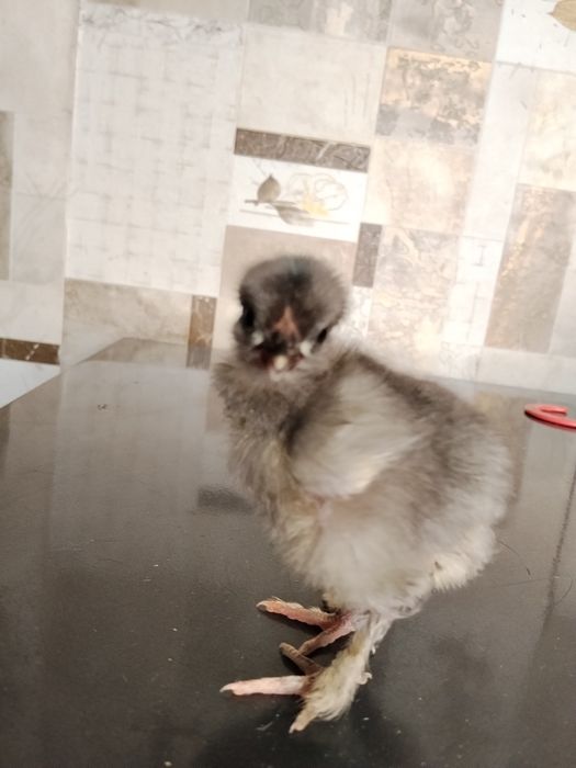 Продам цыплят из под квочки