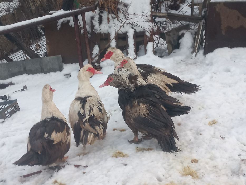 Продам инкубационое яйцо  индоутки