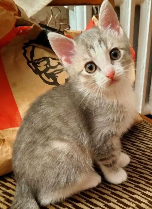 Отдам котенка в добрые руки