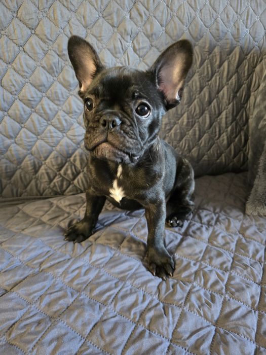 Френски булдог момиче на 3м с ваксини и паспорт