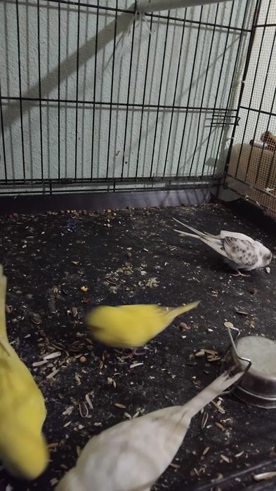 Vând sau schimb peruși