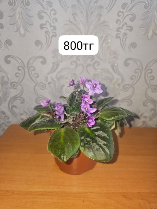 Продам комнатные цветы