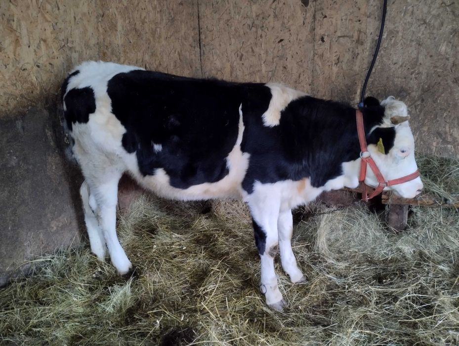 Vând vitea de un an