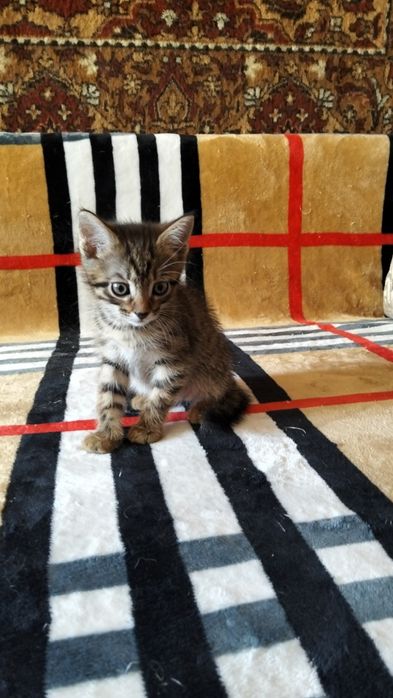 Отдам котят в добрые руки