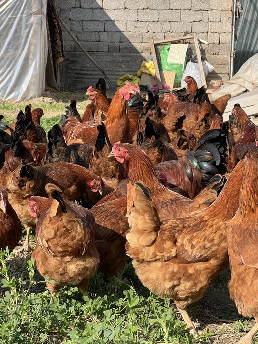 Тухум Tuxum Ханхяп тавуқларини уругланган тухуми бор инкубаторга