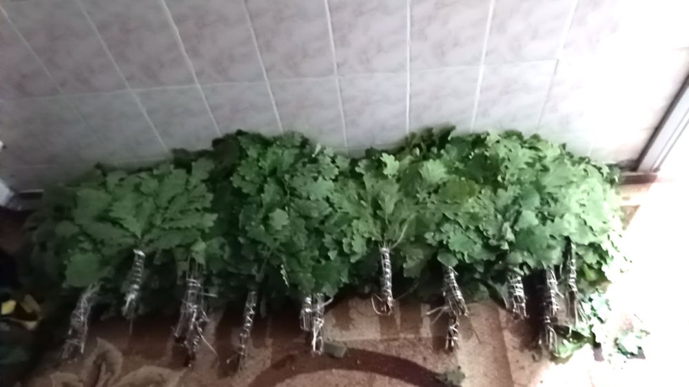 Дубовые банные веники