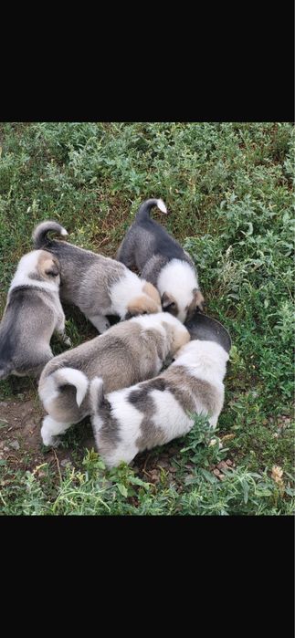 Щенки лайки  чистокровные
