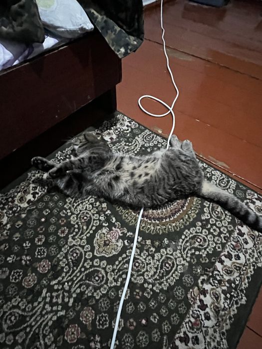 Вязка кота кот ищет девочку