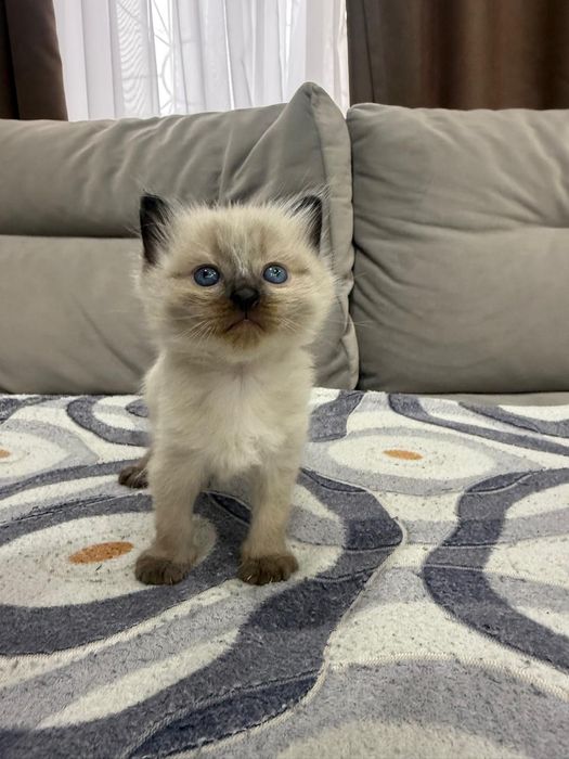 Британские котята