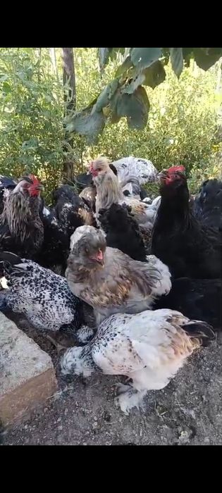 Vând rațe pitice olandeze, rațe leșești ciocolatii  și pui cu moț și barbă