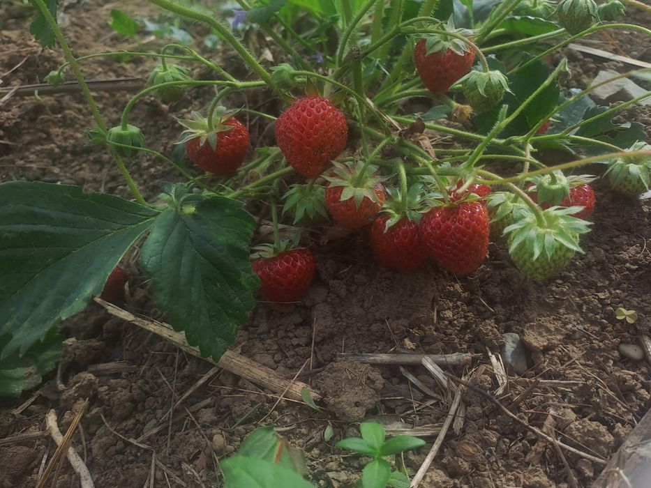 Vând căpșuni stoloni