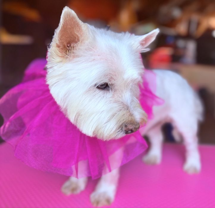 Tuns catei bragadiru 20%reducere