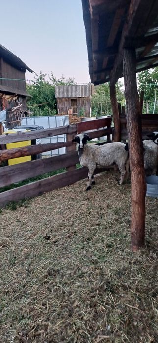 Vând berbecut din primăvară