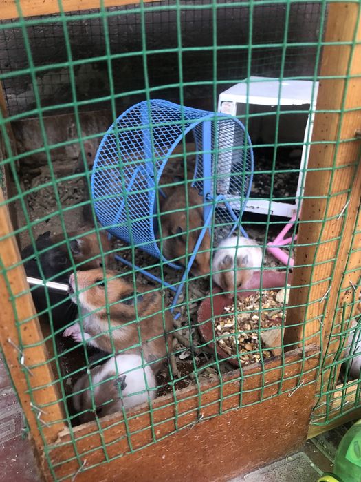 Srochna hamster hamyakla sotiladi