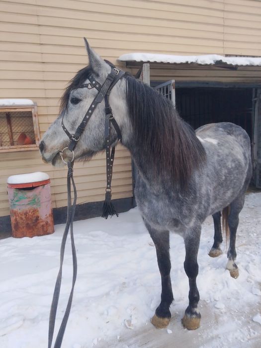 Жеребец для езды