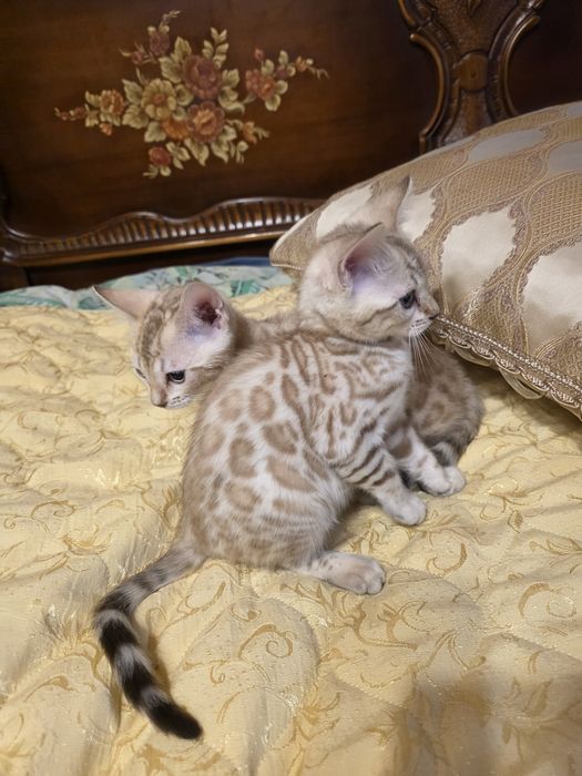 Бенгалски котета