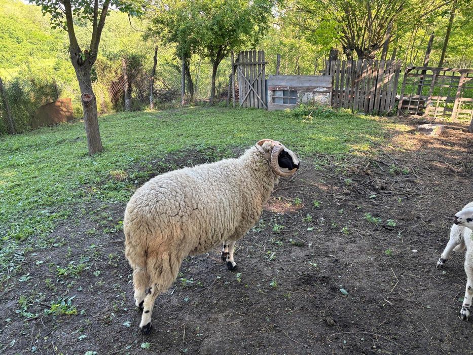 Berbec tânăr de vânzare
